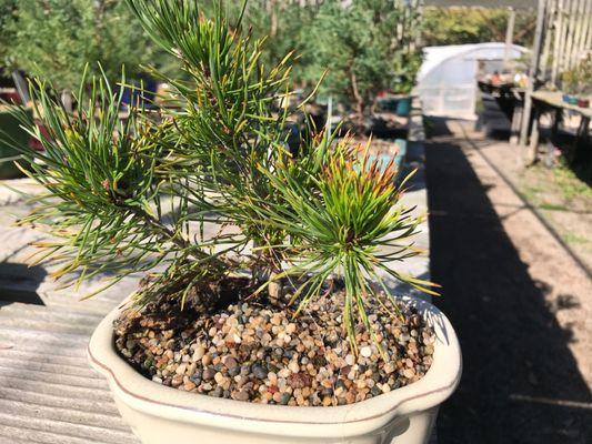 Dwarf Swiss Pine