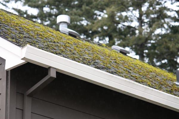 Roof moss on composition asphalt roof.  Cornelius, Or.