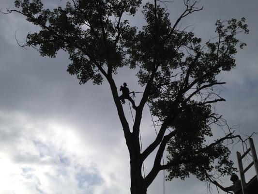 Cottonwood Removal cont.