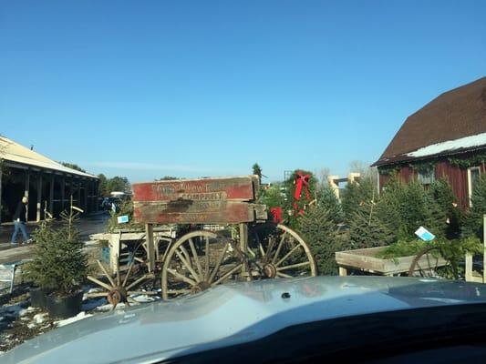 Willow River Tree Farm