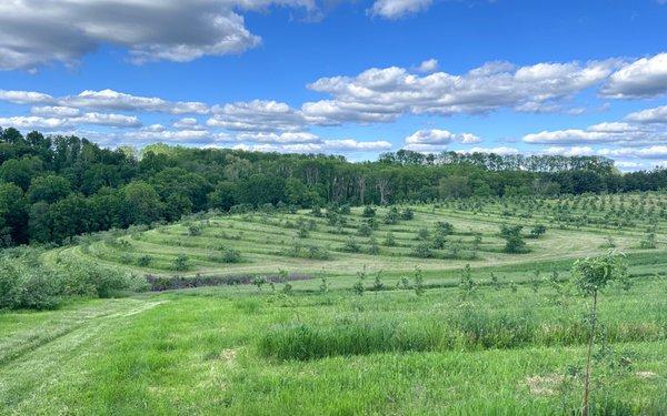 View of the orchard meets the sky.