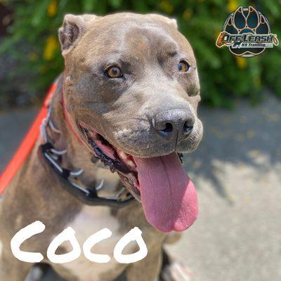 Coco. 3yr old F mastif pit mix. Here for reactive BnT. Lunges at cars, fast moving objects and overall fast environments!