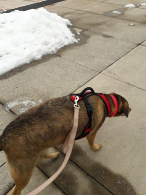 Sophie enjoying a nice winter walk in Manassas Park