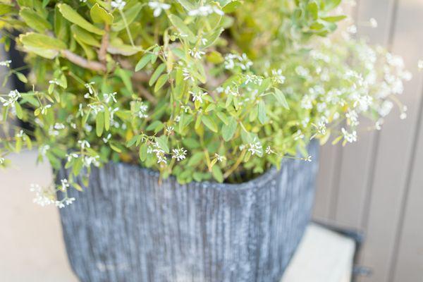 La Jolla Cliffs Condominiums - Beautiful Planted Pots, Landscaping, Award Winner