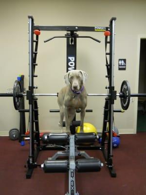 Griffin "The Fit Dog" is waiting for you.