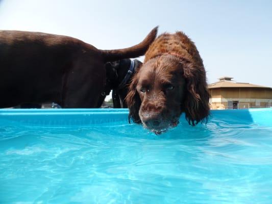 New pool at Happy Tails Lodge. The perfect way for your dog to cool down on a hot summer day after playtime with friends.