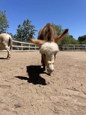 Baby donkey