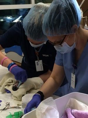 C-Section at VCA Oso Creek Animal Hospital and Emergency Center