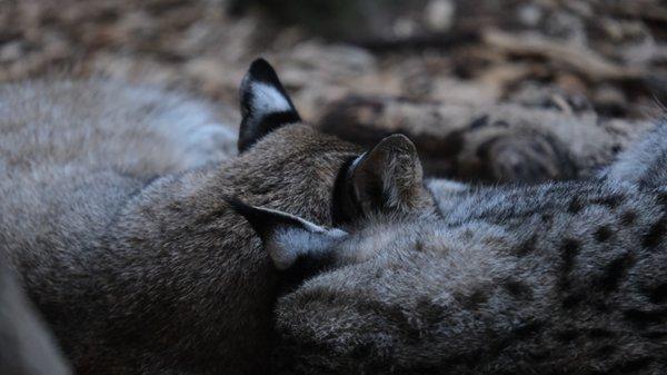 Sleeping bobcats. Lots of the animals sleep during the day.