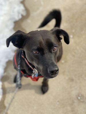 Gertie enjoys her daily walks!!