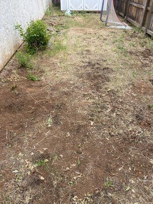 Removed stone pathway to find lovely termites beneath each stone.