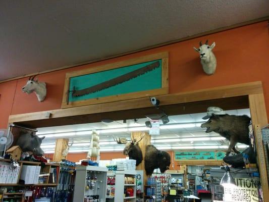 Much more taxidermy toward the back of the store.