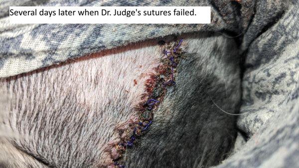 Several days after when the sutures on my dog's chest failed and the chest infection started