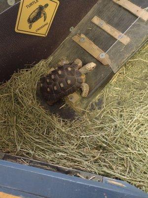 Red Footed tortoise