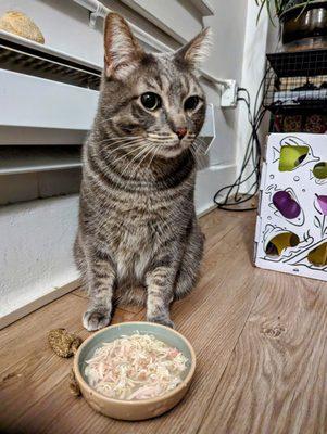 Monster cat at home, after the vet visit, eating his first can of prescription food.