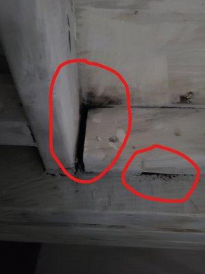 Untreated and visible sign of more rot and mold under the board.