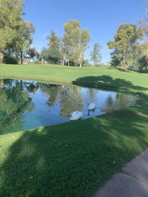 There was a fantastic golf course behind the property where we went for daily walks