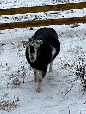 Po the goat greeting us!