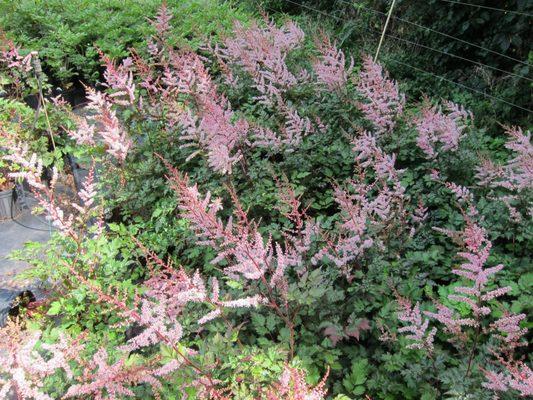 Astilbe 'Delft Lace'