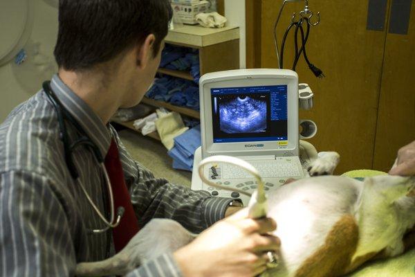 Dr. Seay performing an ultrasound