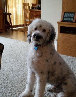 Isaac waiting in the livingroom for a walk.