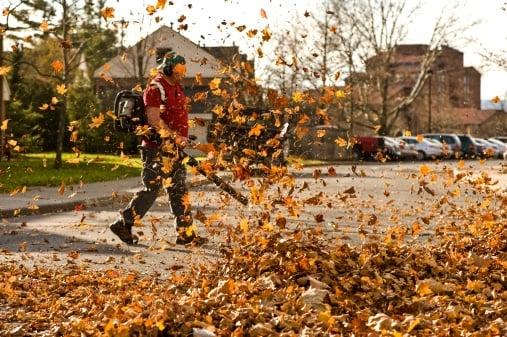 Leaf removal.