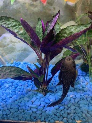 Purple waffle plant with plecostamus and glofish