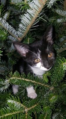 Cat in tree... :)