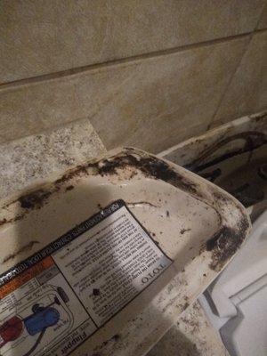 Ladies bathroom. Full of mold