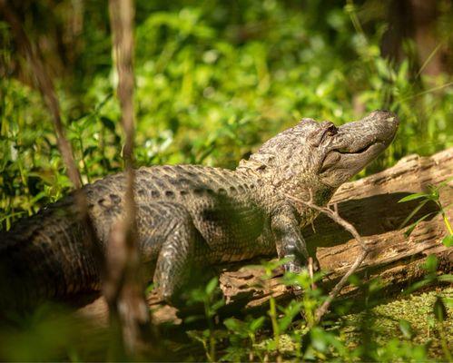 Cajun Encounters Tour Company