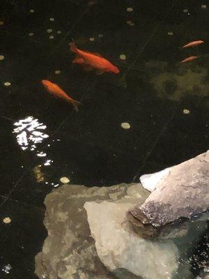 Koi pond