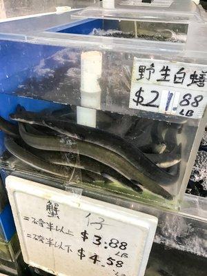 You know the target customers here when you see no English labeling for the seafood section. By the way, those are wild-caught eels ($21.88)