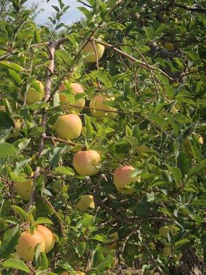 Ginger Gold apples