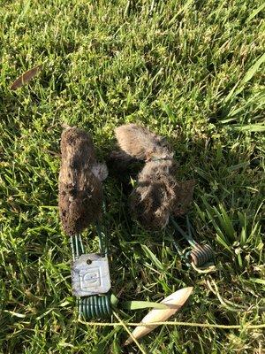 Gopher removed from lawn