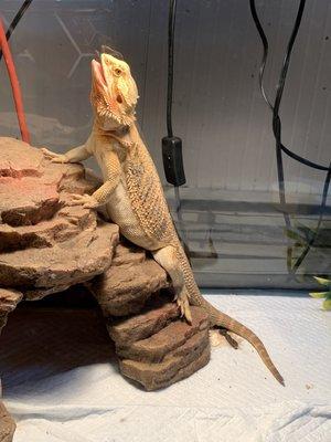 Bearded Dragon