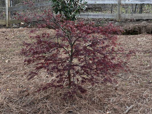 The perfect Japanese maple for my birthday last year!