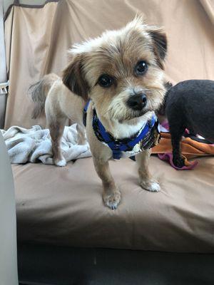 My Reese boy with a bandanna after his groom session with his sister