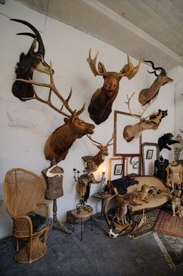 Our wall of fame. Taxidermy mounts available for rent or sale