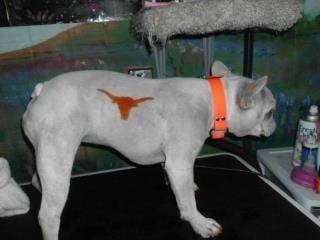 Longhorn on Frenchbull dog at Boerne Grooming