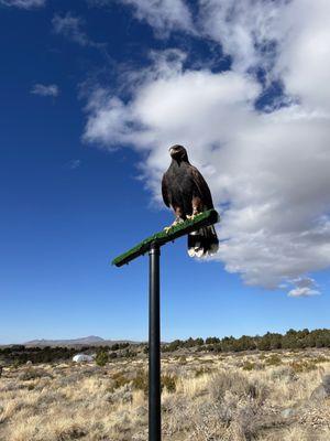 Zulu the Harris hawk