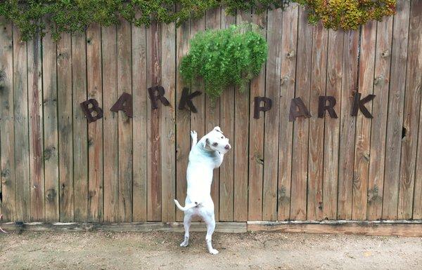 Dogs love the bark park