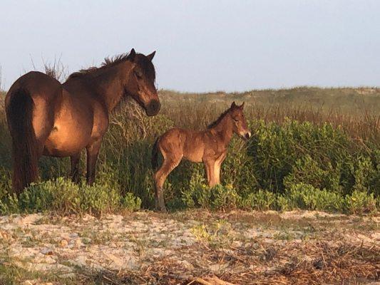 New foal on Shackleford Banks.