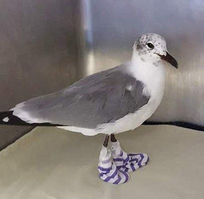 Living in a coastal area we often get birds from the beach what are sick or injured.