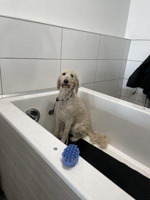 Self groom dog wash