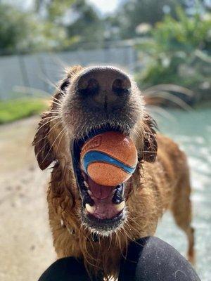 Did you say "Get the ball"?