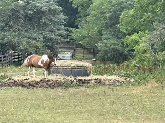 Another example of the unsanitary situation around a feeder. Also shows who little grass is in the pastures.