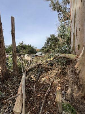 Falling and Rigging Eucalyptus trees.