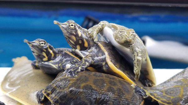 Soft shell turtles