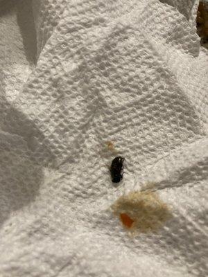 Ordered sesame chicken and I ate half of my food and found a fly sitting in my chicken. Will never eat here again.