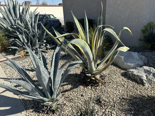 Drought Resistant Plants greet Patients